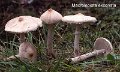 Macrolepiota excoriata-amf1201-1